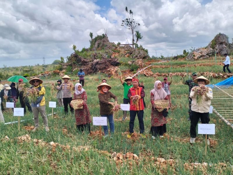 Ketgam: Bupati Muna, H Bachrun Labuta saat panen bawang merah di Desa Madodo Kec.Kontunaga, Sabtu (13/9/2025)