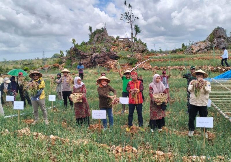 Ketgam: Bupati Muna, H Bachrun Labuta saat panen bawang merah di Desa Madodo Kec.Kontunaga, Sabtu (13/9/2025)